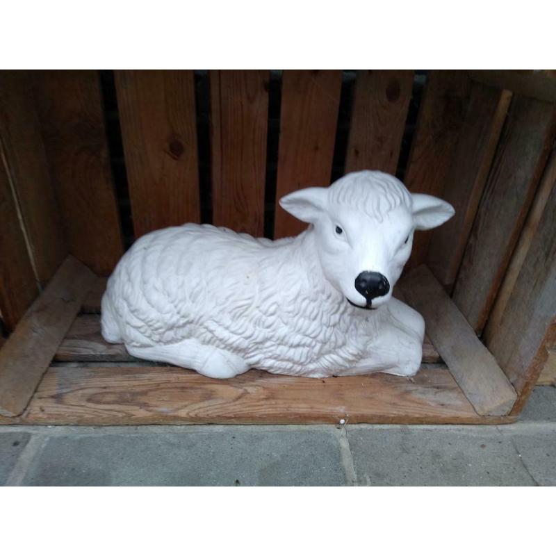 schaap zie foto