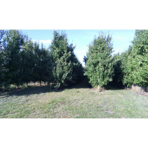 Plantation de poires de conférence en plein rendement
